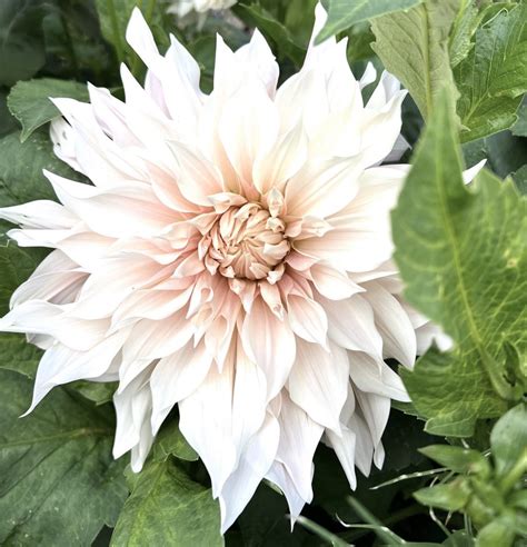 Dahlia frö toppa